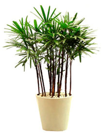 PLANTAS ORNAMENTAIS PARA INTERIORES PLANTAS ORNAMENTAIS PARA INTERIORES