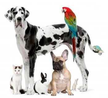 COMO ESCOLHER UM ANIMAL DE ESTIMAÇÃO? COMO ESCOLHER UM ANIMAL DE ESTIMAÇÃO?